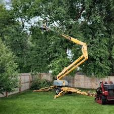 How Our Tree Care Process Works  in Shorewood, IL